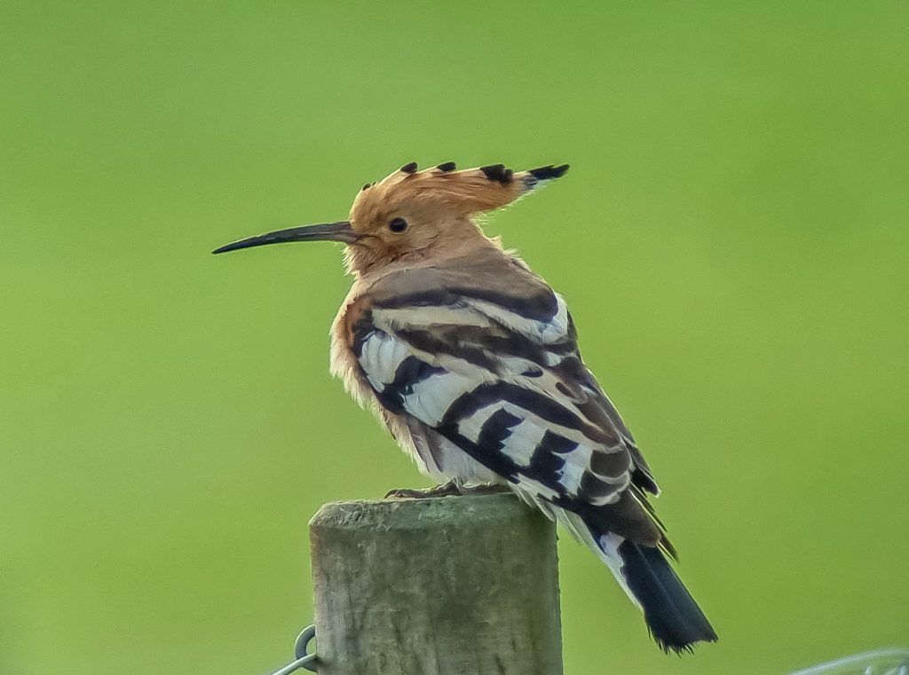 Recent Sightings 2023 Argyll Bird Club