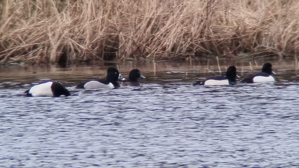 Recent Sightings Argyll Bird Club