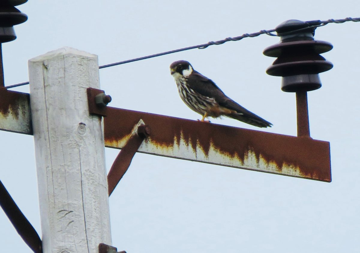 Recent Sightings Argyll Bird Club