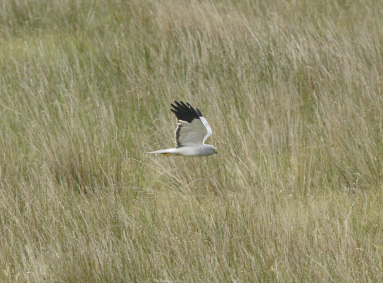 Hen Harrier - Colonsay