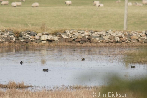 Moorhens