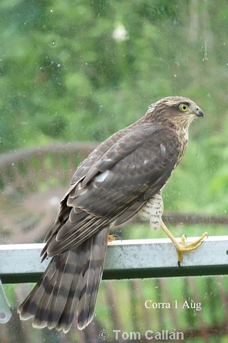 Sparrowhawk