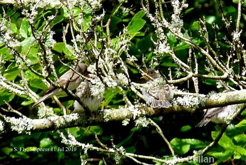 Spotted Flycatcher