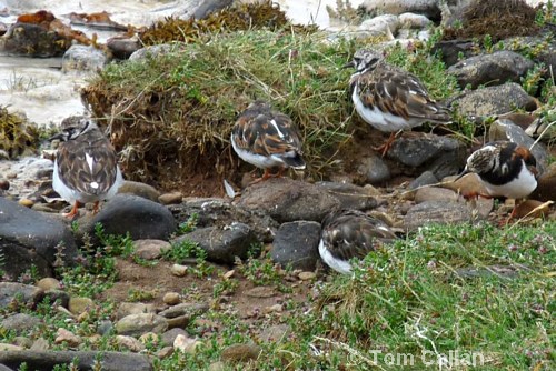 Turnstones