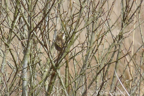 Grasshopper Warbler