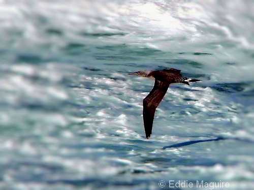 juvenile Gannet