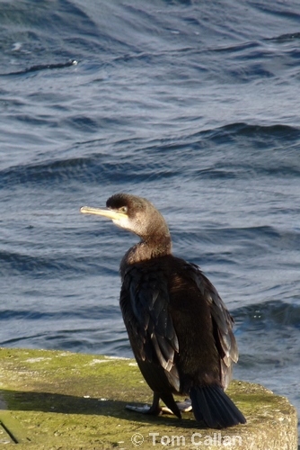 Shag or Cormorant