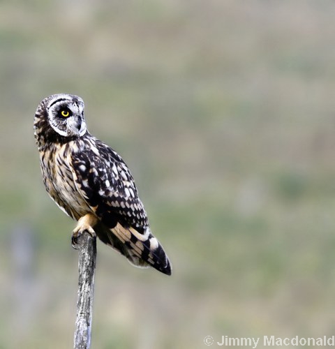 Short-eared Owl