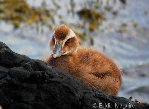 Eider duckling