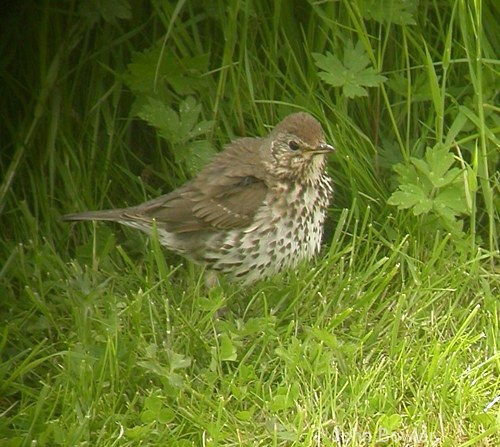 Song Thrush