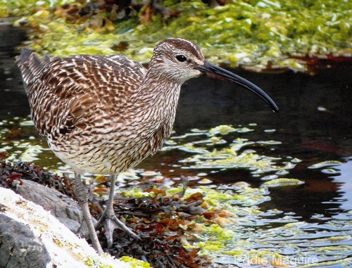 Whimbrel