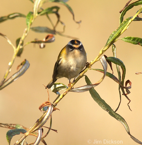 Firecrest