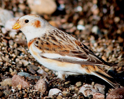 Snow Bunting