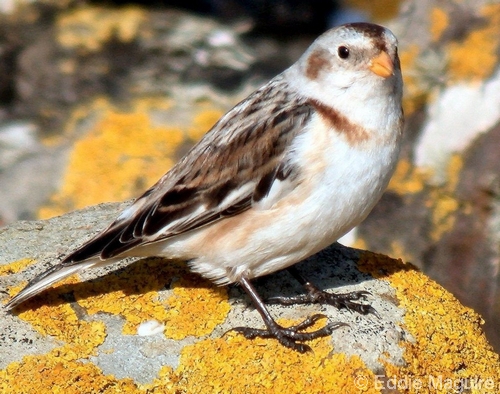 Snow Bunting