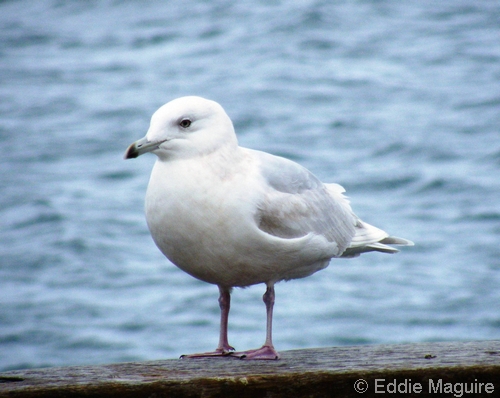 Iceland Gull