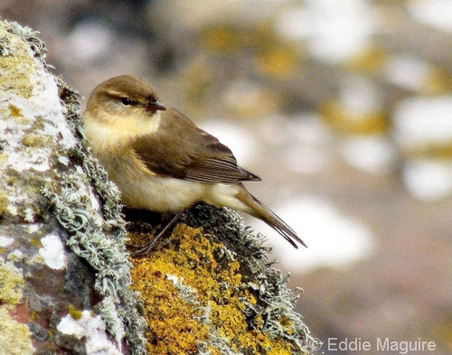 Chiffchaff