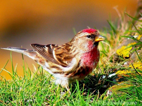 Lesser Redpoll