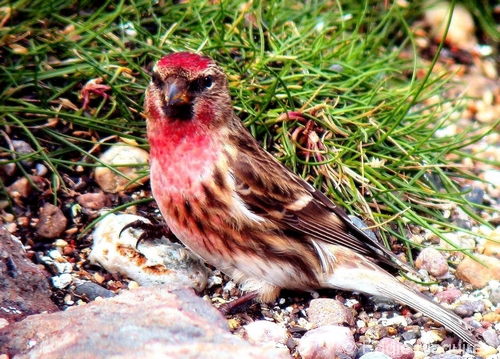 Lesser Redpoll