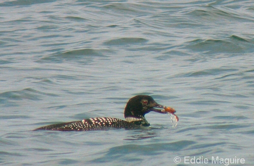 Great Northern Diver