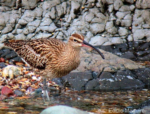 Whimbrel