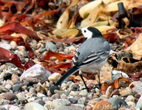 White Wagtail