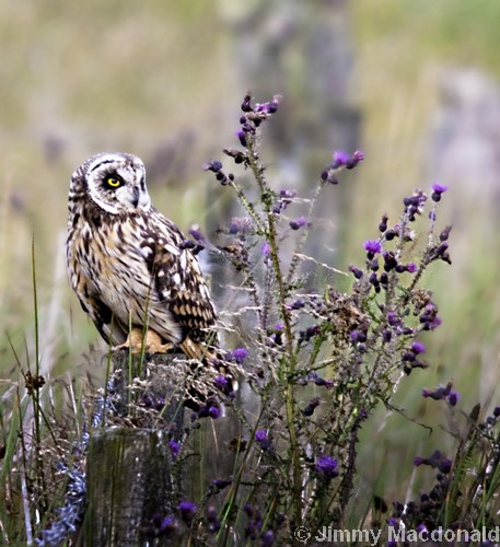 Short-eared Owl