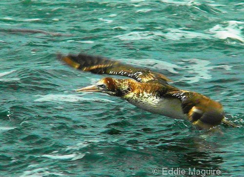 Gannet (first-summer)