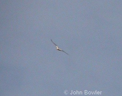 Marsh Harrier