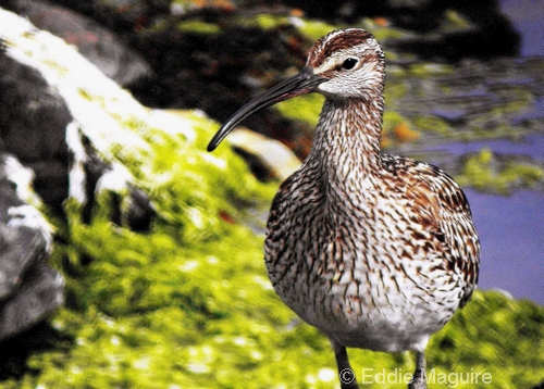 Whimbrel