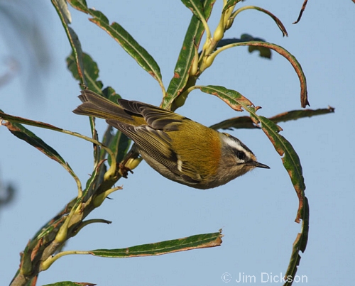 Firecrest