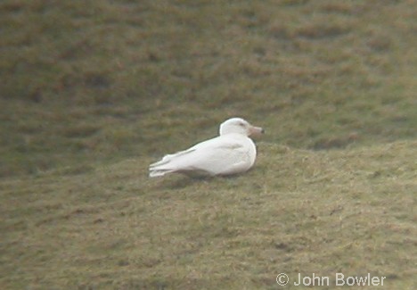 Glaucous Gull