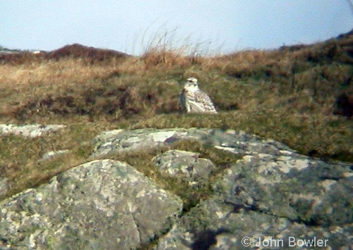 Gyr Falcon