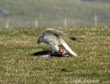 Gyr Falcon