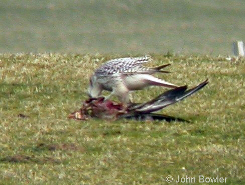 Gyr Falcon