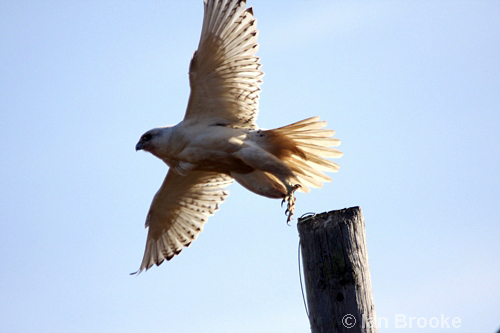 Gyr Falcon