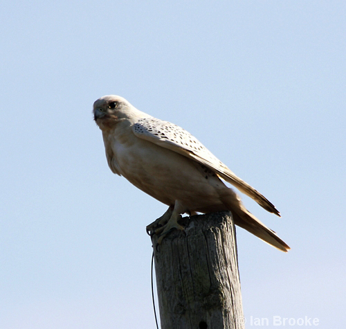 Gyr Falcon