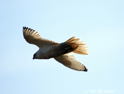 Gyr Falcon