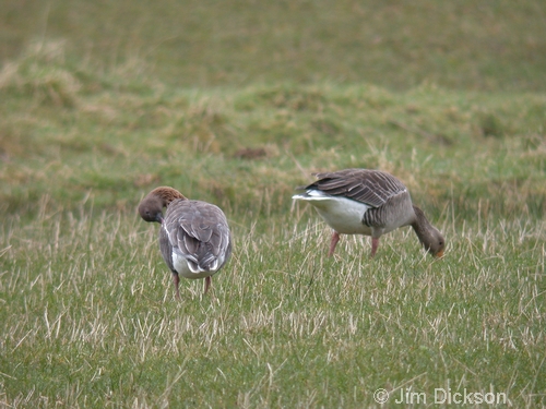 Pink-footed Geese