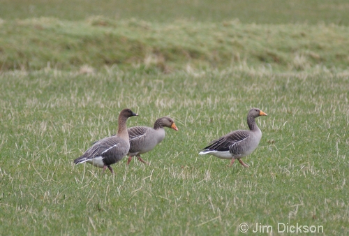 Pink-footed Geese