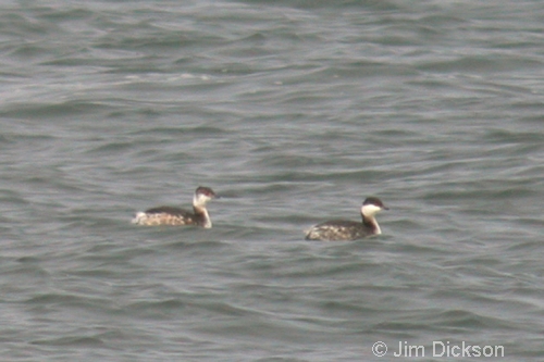 Slavonian Grebes