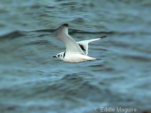 Black-legged Kittiwake