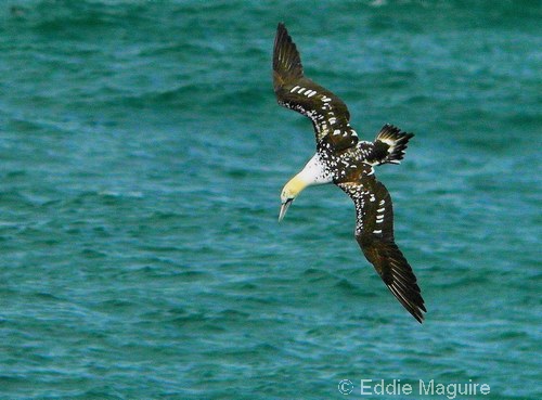 Gannet (second-summer)