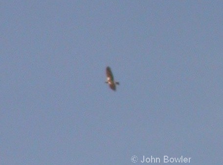 Marsh Harrier