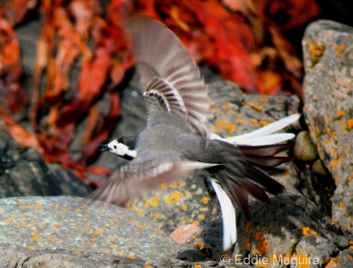 White Wagtail