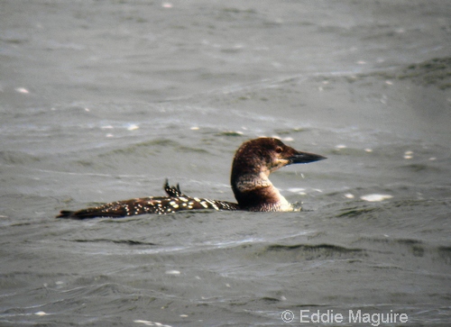 Great Northern Diver – Argyll Bird Club