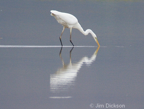 Great White Egret