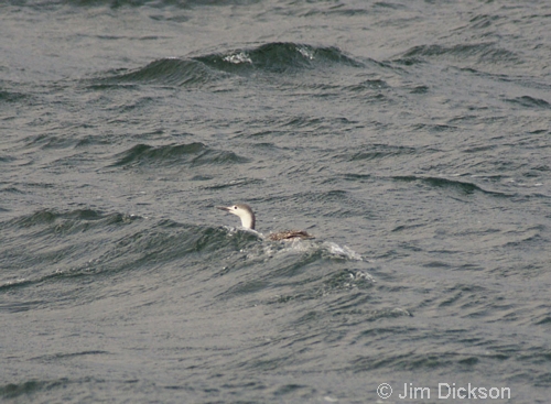 Red-throated Diver