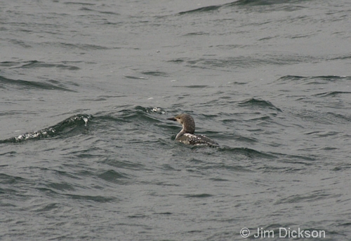 Black-throated Diver