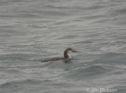 Great Northern Diver