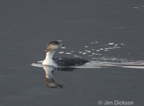 Great Northern Diver